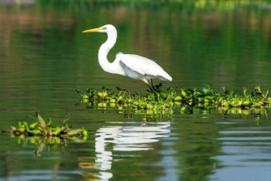Journée mondiale des zones humides : une conférence pour mieux comprendre les espèces exotiques envahissantes
